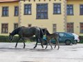 Zodiacon 2012 283.jpg